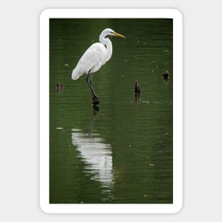 Great Egret Sticker